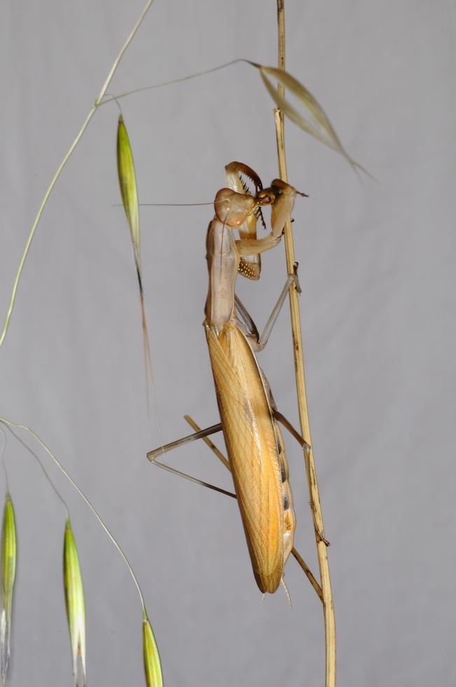 Mantis religiosa. coge el color del medio donde habíta